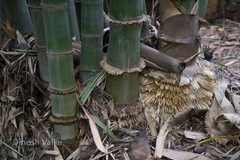 Dendrocalamus giganteus